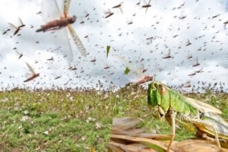 टिड्डियों का हमला कहीं प्रलय का संकेत तो नहीं?