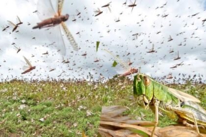 टिड्डियों का हमला कहीं प्रलय का संकेत तो नहीं?
