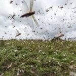 नौ राज्यों तक फैला टिड्डियों का आतंक, इनसे निपटने प्रशासन ने कसी कमर