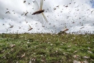 नौ राज्यों तक फैला टिड्डियों का आतंक, इनसे निपटने प्रशासन ने कसी कमर