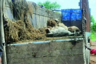 Cattle smugglers open pole, 14 cattle die after truck overturns: driver absconding