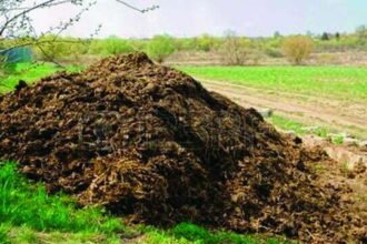 Chhattisgarh state will buy cow dung to benefit cattle rearing