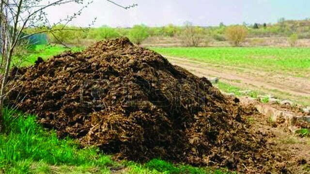 Chhattisgarh state will buy cow dung to benefit cattle rearing