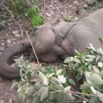 Investigation committee set up for elephant deaths in the state: report to be given in a month