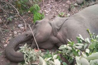 Investigation committee set up for elephant deaths in the state: report to be given in a month