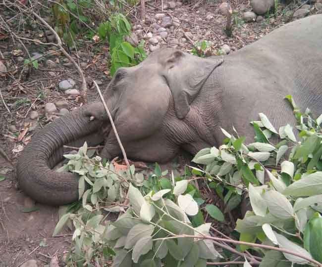 Investigation committee set up for elephant deaths in the state: report to be given in a month