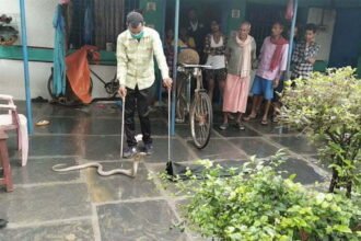 Snakes dance on the gestures of this strong: to control dangerous snakes