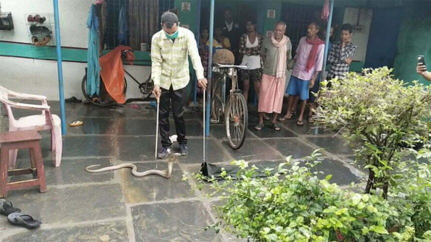 Snakes dance on the gestures of this strong: to control dangerous snakes