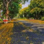 Roads of Durg Bhilai will be decorated with flowers of Gulmohar: Gulmohar plants of Peltaphorum species are being prepared in the district