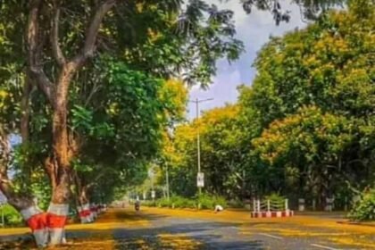 Roads of Durg Bhilai will be decorated with flowers of Gulmohar: Gulmohar plants of Peltaphorum species are being prepared in the district
