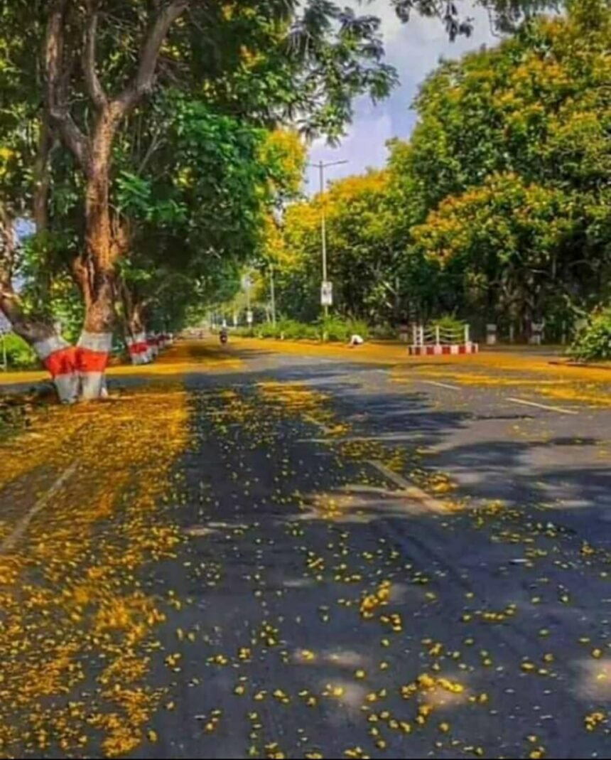 Roads of Durg Bhilai will be decorated with flowers of Gulmohar: Gulmohar plants of Peltaphorum species are being prepared in the district