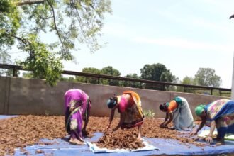 State government took important decision: 31 small forest produce will now be purchased in Chhattisgarh on support price