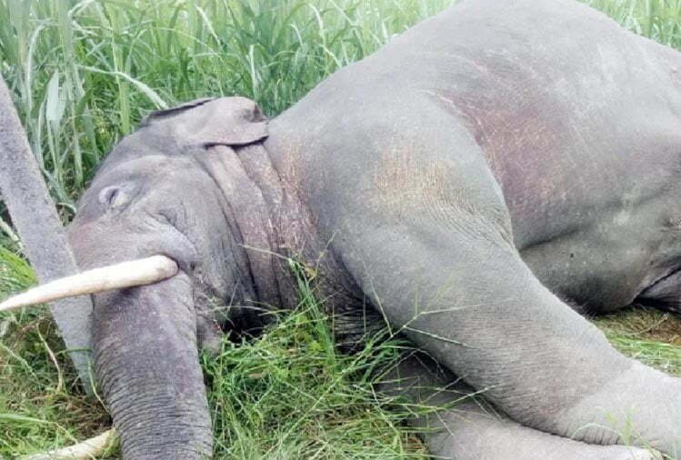 प्रदेश में हाथियों की मौत के मामले में तीन वन अधिकारी और गार्ड निलंबित