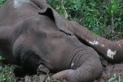 केरल में एक और हाथी की मौत, गंभीर रूप से घायल मिला था, इलाज के दौरान दम तोड़ा