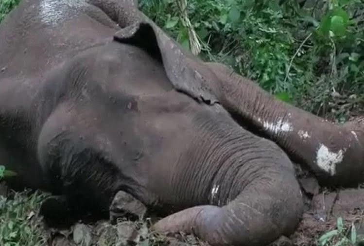 केरल में एक और हाथी की मौत, गंभीर रूप से घायल मिला था, इलाज के दौरान दम तोड़ा