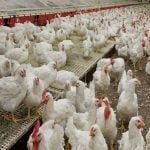 Chicken to Corona: Poultry businessmen upset over