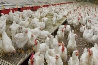 Chicken to Corona: Poultry businessmen upset over