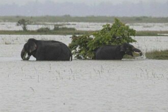 Flood havoc in Assam, population of 40 lakhs affected: Kanjiranga National Park also affected