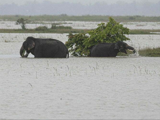 Flood havoc in Assam, population of 40 lakhs affected: Kanjiranga National Park also affected