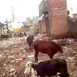 Businessmen of Laxmi Market Sabzimandi are plagued