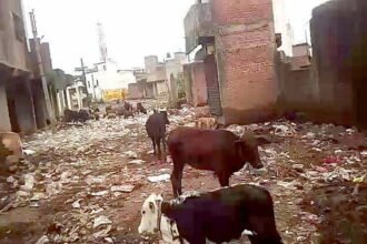 Businessmen of Laxmi Market Sabzimandi are plagued