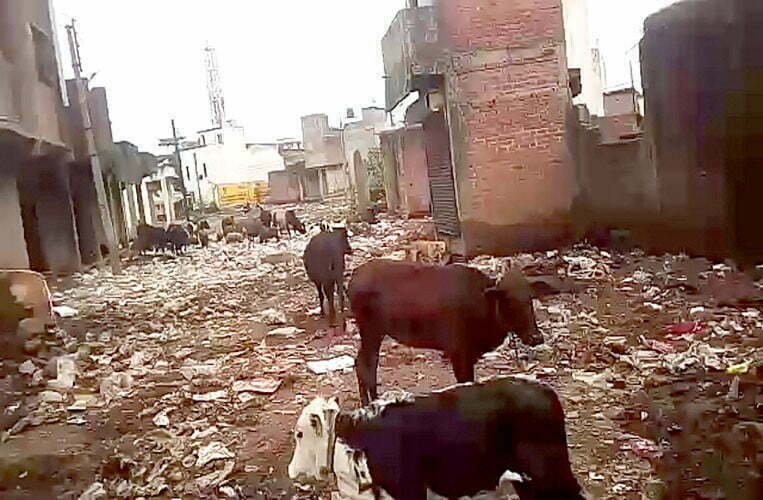 Businessmen of Laxmi Market Sabzimandi are plagued