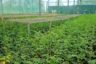 Now Munga plantation special campaign will be run in the state