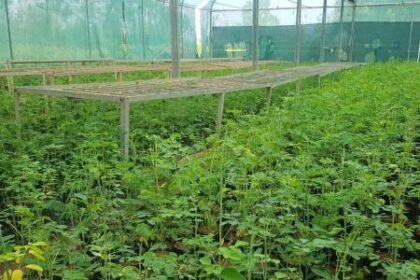 Now Munga plantation special campaign will be run in the state
