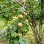Pears of Jashpur reaching Delhi and other states: farmers are benefiting