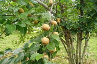 Pears of Jashpur reaching Delhi and other states: farmers are benefiting