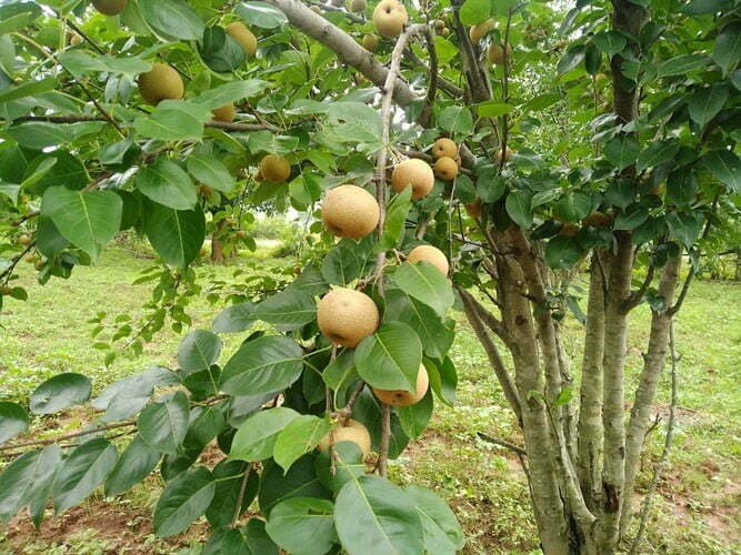 Pears of Jashpur reaching Delhi and other states: farmers are benefiting
