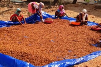 Chhattisgarh on number one in the country in the collection of minor forest produce