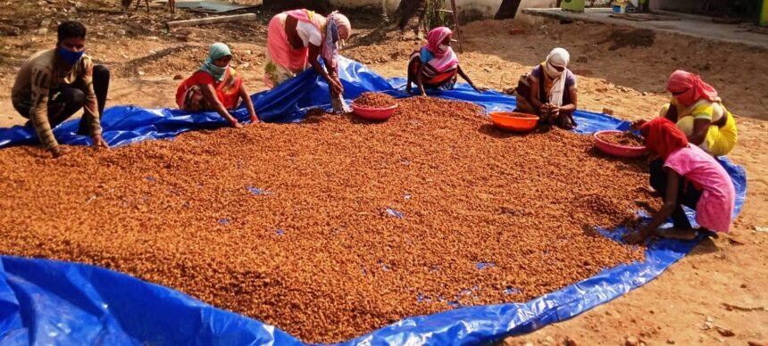 Chhattisgarh on number one in the country in the collection of minor forest produce