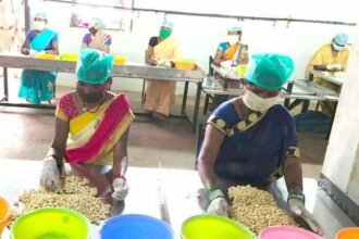 Bastar's delicious cashew increases the income in Corona crisis