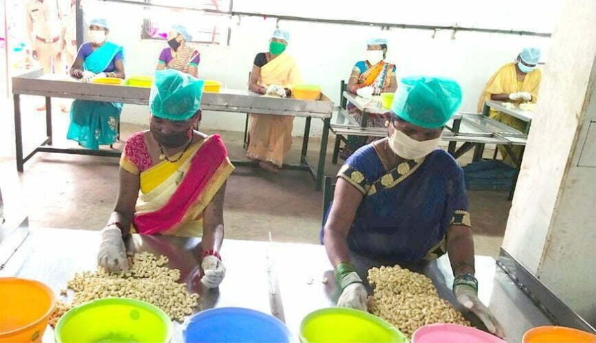 Bastar's delicious cashew increases the income in Corona crisis