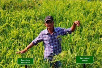 Good News: Indira Gandhi Agricultural University developed two new mutant varieties of paddy in collaboration with BARC