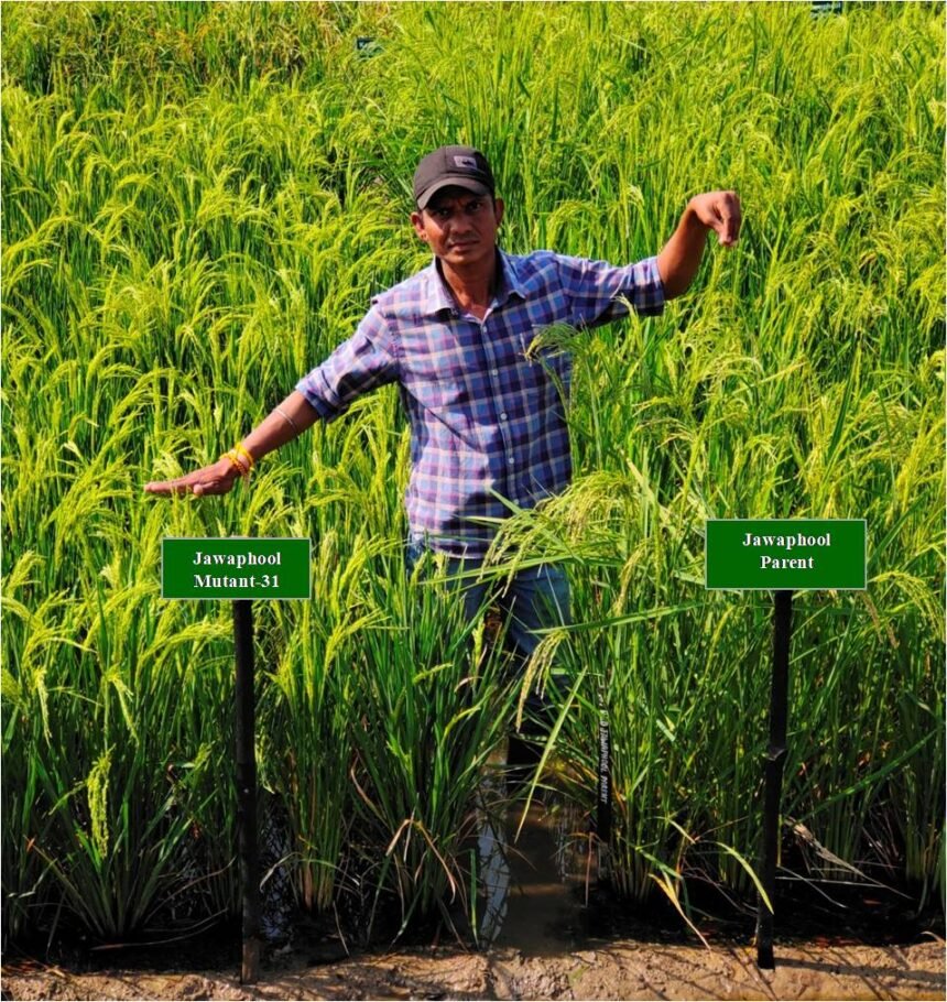 Good News: Indira Gandhi Agricultural University developed two new mutant varieties of paddy in collaboration with BARC