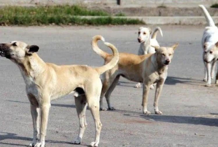 Meat of dogs will not be sold in this state of India