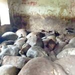100 cows put together in old Pachayat Bhavan: 50 cows killed, demand for action on sarpanch