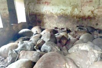 100 cows put together in old Pachayat Bhavan: 50 cows killed, demand for action on sarpanch