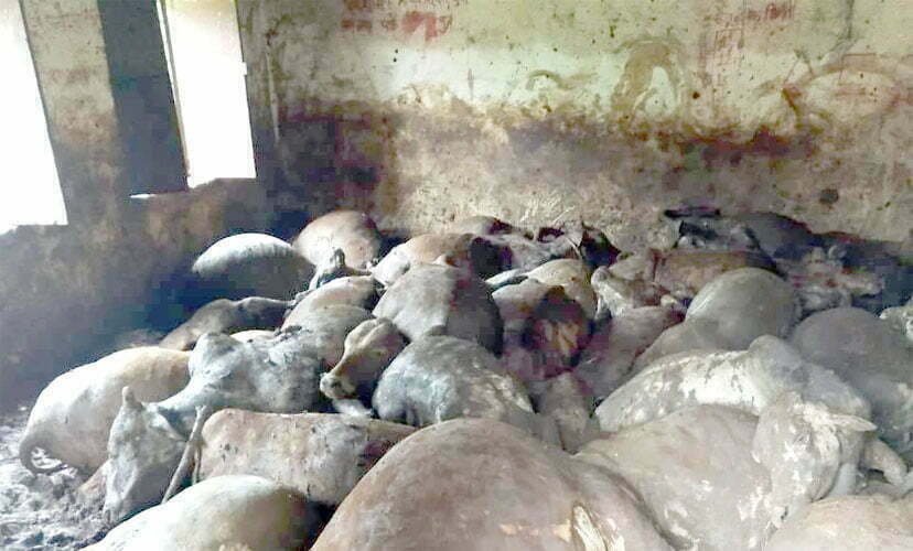100 cows put together in old Pachayat Bhavan: 50 cows killed, demand for action on sarpanch