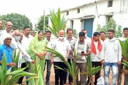 State Congress General Secretary Jitendra Sahu distributed coconut plants and pigeonpea seeds