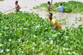Drinking water blocked in the city due to hyacinth in Intakvel