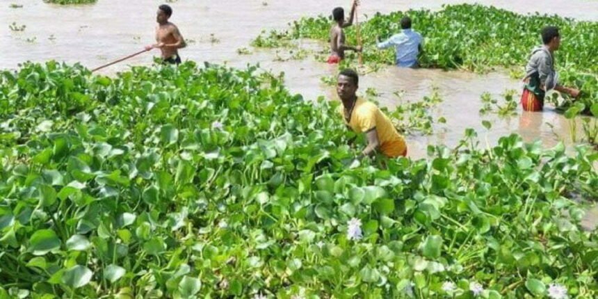 Drinking water blocked in the city due to hyacinth in Intakvel