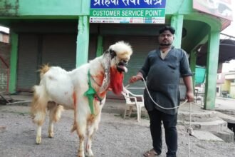 160 kg and 8 feet tall goat came to sacrifice in Bhilai