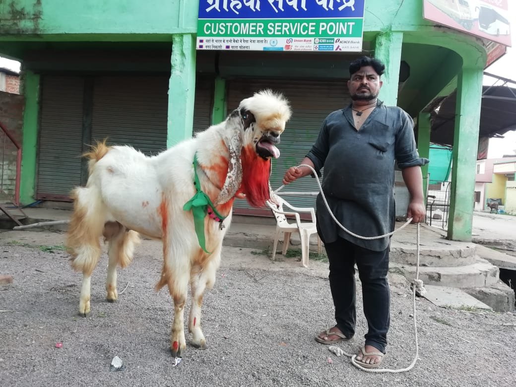 160 kg and 8 feet tall goat came to sacrifice in Bhilai