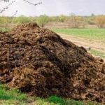 Godan Nyaya Yojana: more than 11 thousand cattlemen sold cow dung