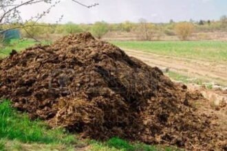 Godan Nyaya Yojana: more than 11 thousand cattlemen sold cow dung