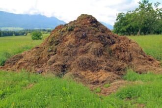 राज्य सरकार द्वारा 1.5 रू. में गोबर खरीदी का पूरा गणित समझिए एक नजर में