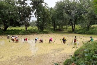 वन भूमि को फाइन धान के पौधो से संवारा फुलवारी ने, दूसरों को भी दे रही रोजगार